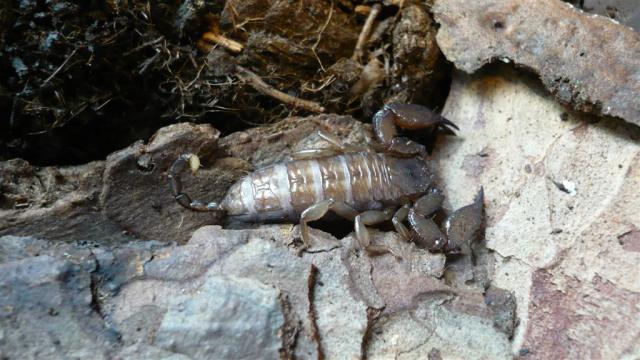 L. australasiae
