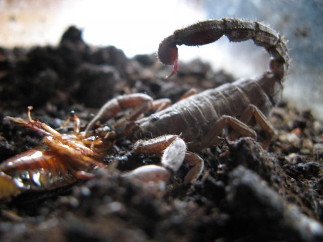 Grosphus madagascariensis