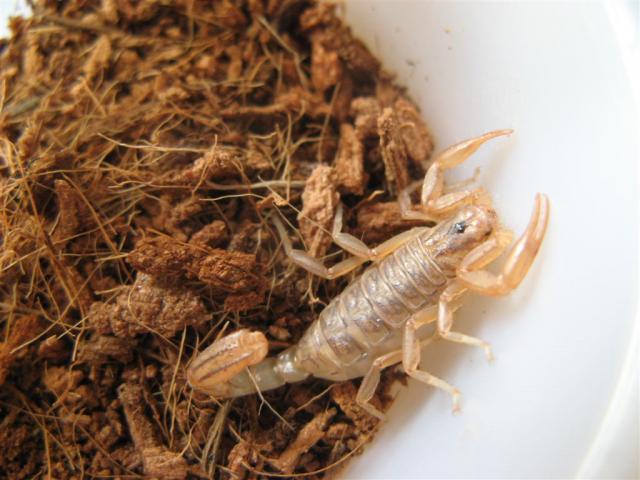 Vaejovis confusus