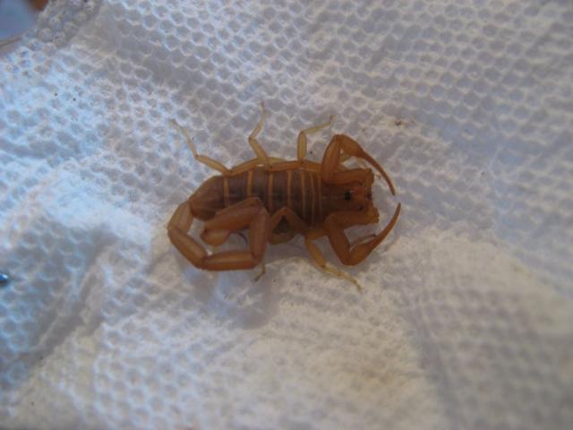Centruroides sculpturatus