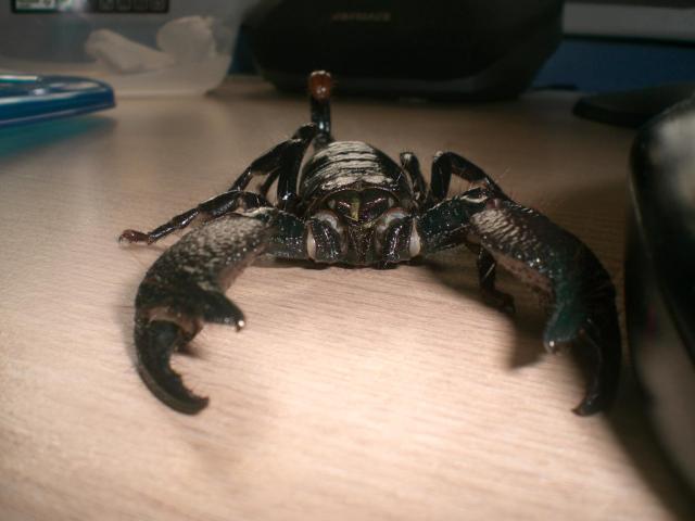 P. imperator 
