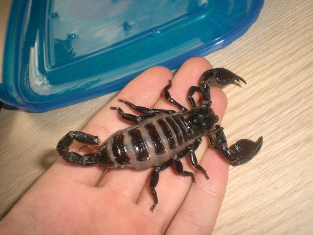 P. imperator