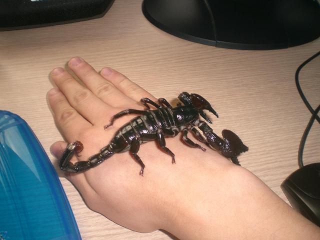P. imperator