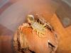 dsc01455_t1.jpg