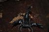 dsc_0086_t1.jpg
