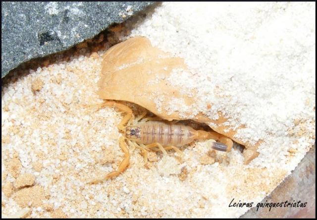 Leiurus quinquestriatus