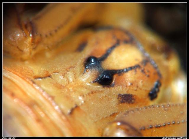 A. australis i5