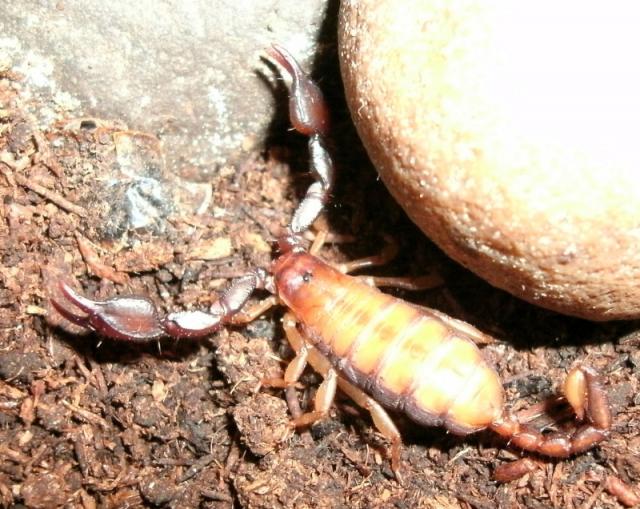 Euscorpius carpathicus