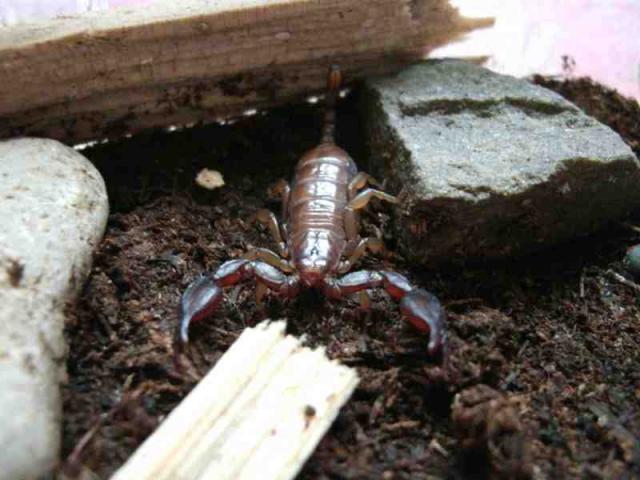 Carpathicus