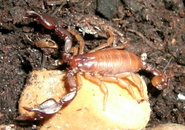 Euscorpius carpathicus