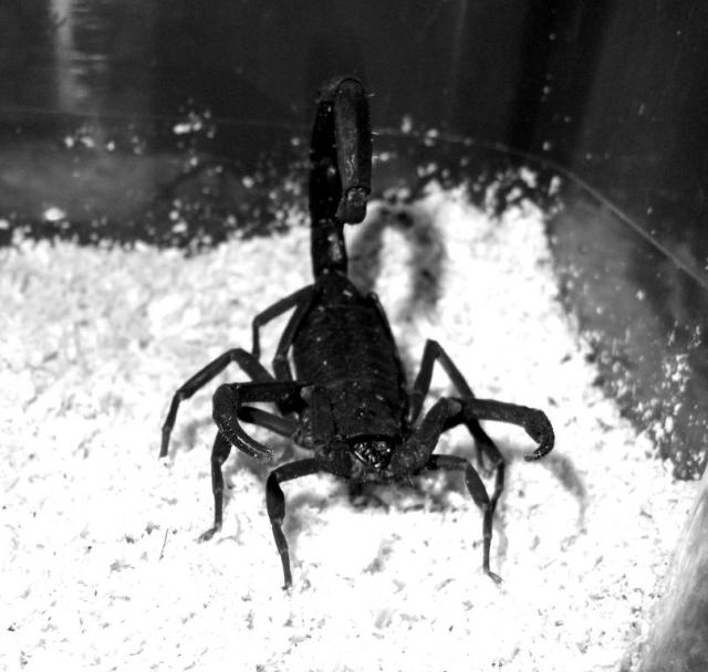 centruroides nigrescens