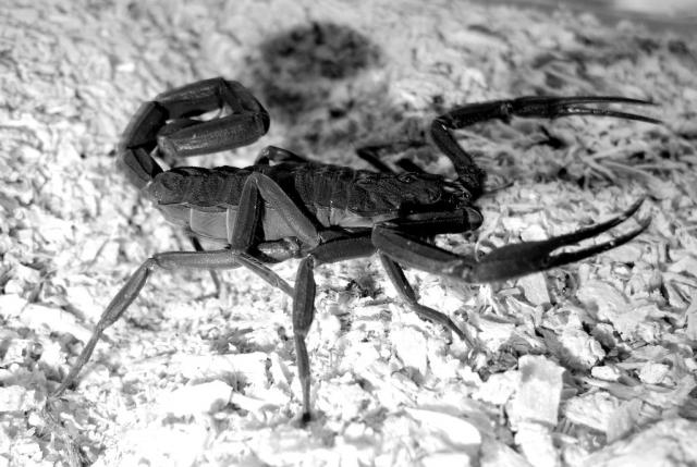 Centruroides nigrescens