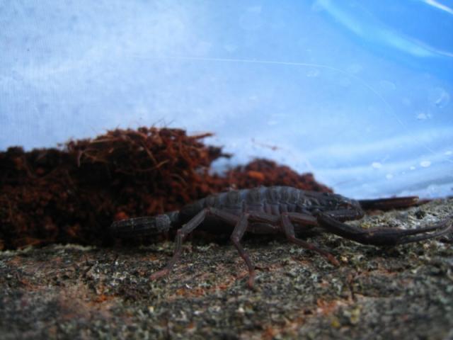 Centruroides nigrescens
