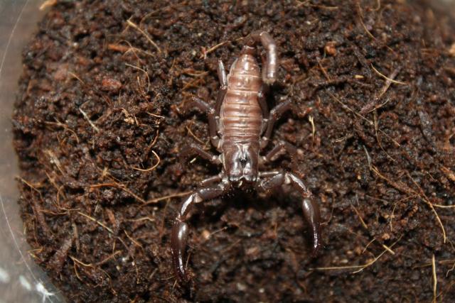 Heterometrus spinifer