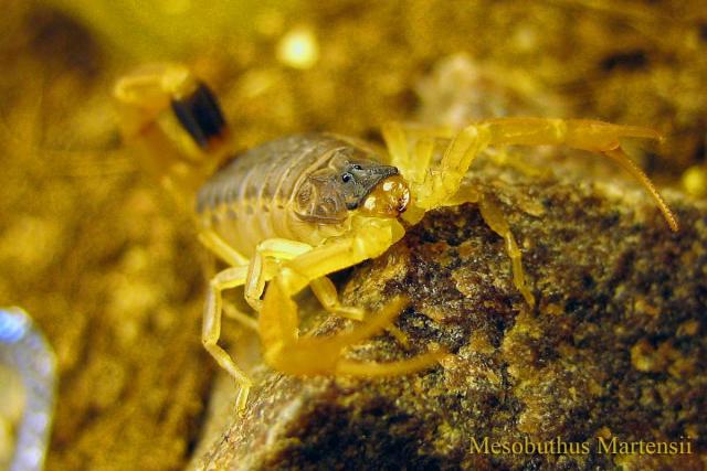 M. martensii