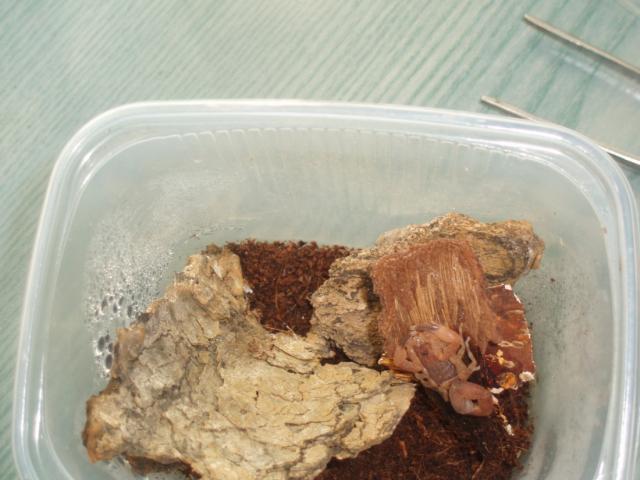 T. falconensis