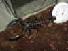 heterometrus_t1_1_2.jpg