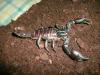 heterometrus_t1_1_2_3.jpg