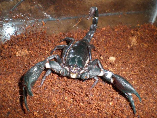 Heterometrus spinifer