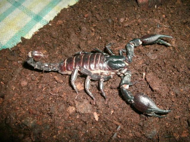 Heterometrus spinifer