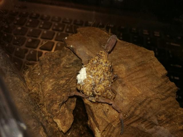 Babycurus jacksoni