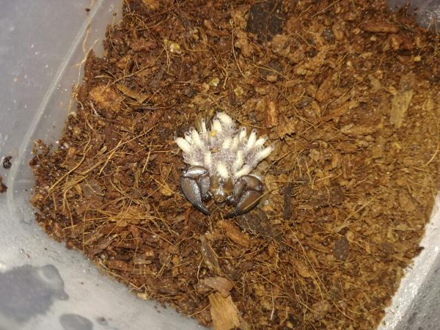 Liocheles australasiae