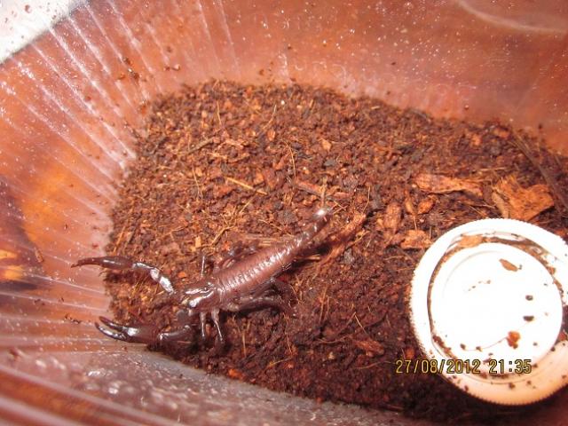 H. petersii
