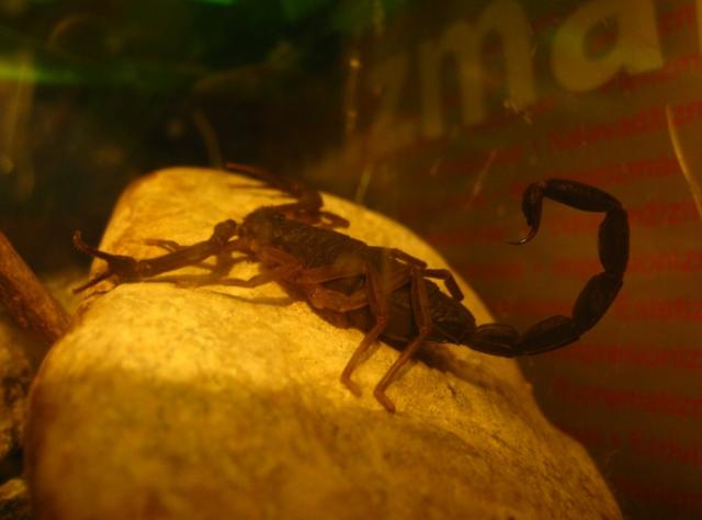 centruroides nigrescens