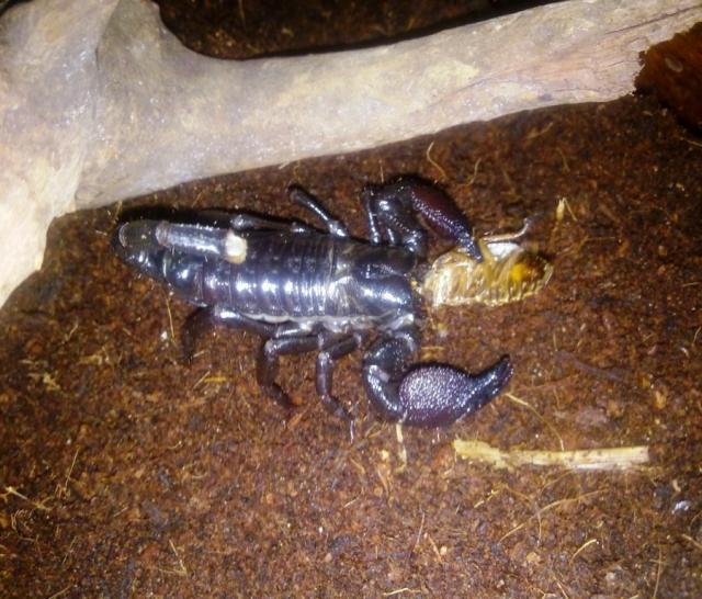 Imperatorius