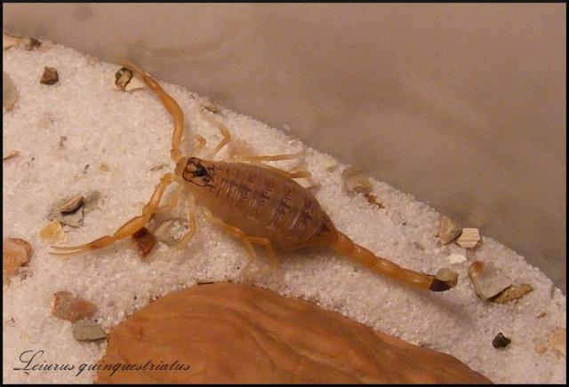 Leiurus quinquestriatus