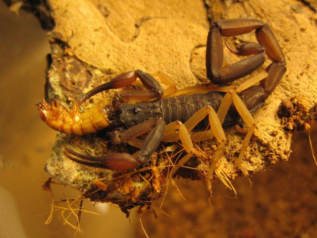 C. margaritatus