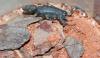 oliv_t1.jpg