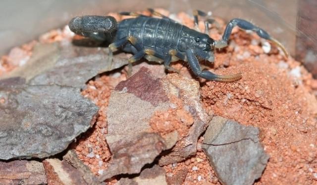 Uroplectes olivaceus