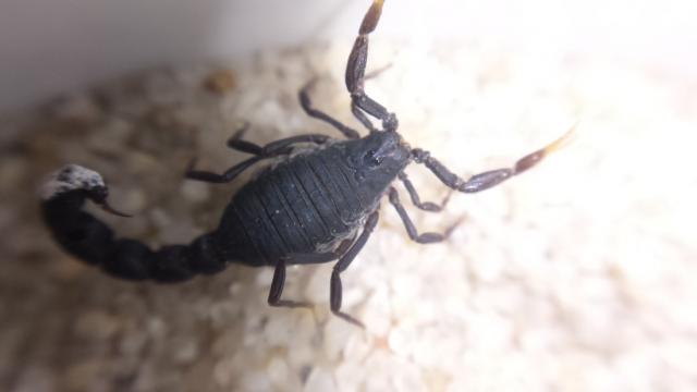 Orthochirus glabrifrons
