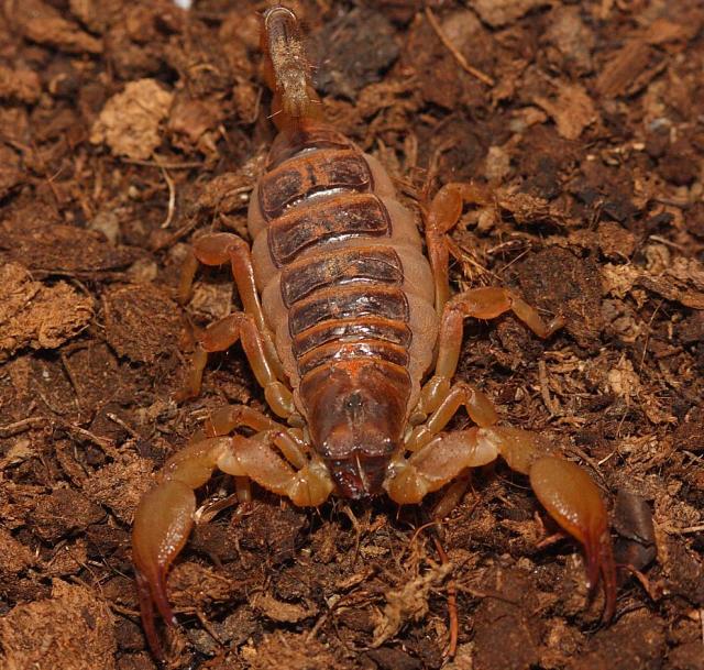 Opisthophtalmus boehmei