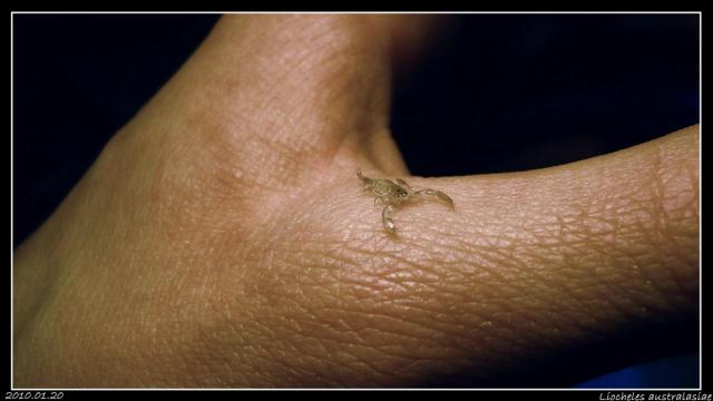 Liocheles australasiae