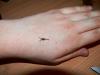 p1220448_t1.jpg