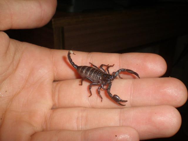 Pandinus imperator
