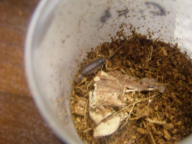 Centruroides chiapanensis