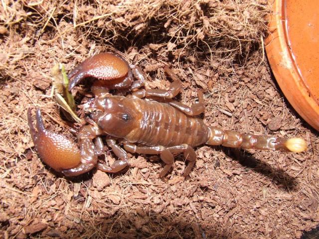 Pandinus imperator