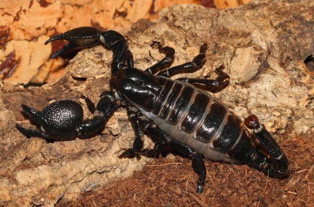 Pandinus imperator