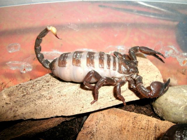 Pandinus imperator