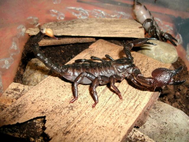 Pandinus imperator
