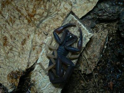 Centruroides margaritatus 4