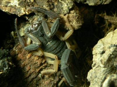 Centruroides margaritatus 2