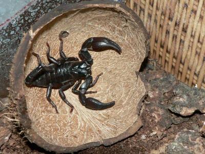 Heterometrus spinifer