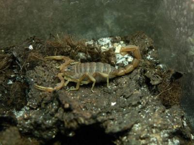 Buthus occitanus 2