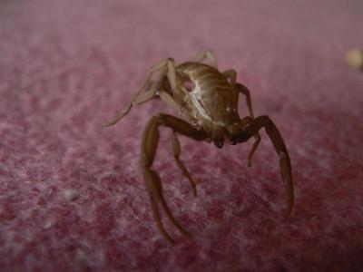 Centruroides margaritatus išnara