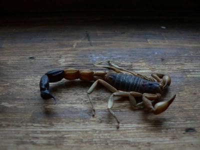 Parabuthus leiosoma