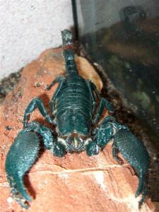 Pandinus imperator 3